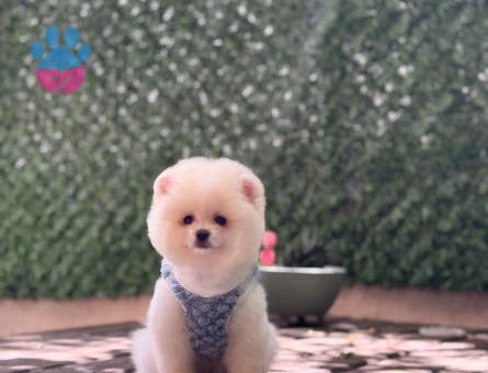 Pamuk Şekeri Pomeranian Boo
