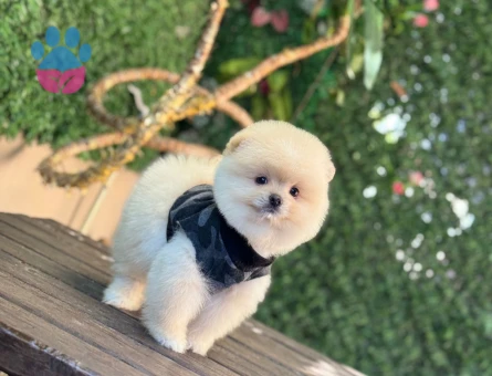 Oyun dostu Pomerianin boo