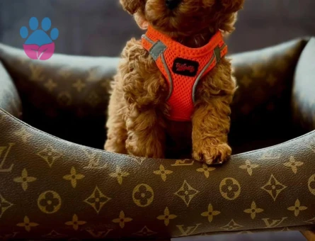 DİŞİ RED TOYPOODLE YAVRUM UFAK BOY VE SAĞLIK GARANTİSİYLE