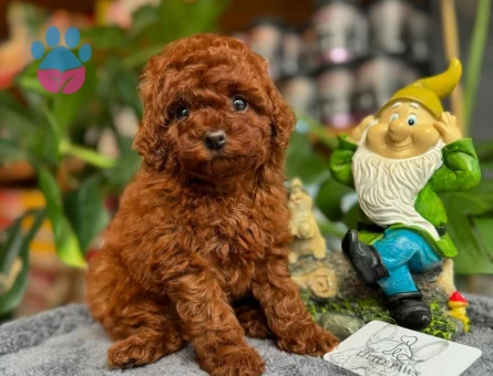 DİŞİ RED TOYPOODLE YAVRUM UFAK BOY VE SAĞLIK GARANTİSİYLE - 6413