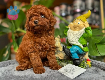 DİŞİ RED TOYPOODLE YAVRUM UFAK BOY VE SAĞLIK GARANTİSİYLE