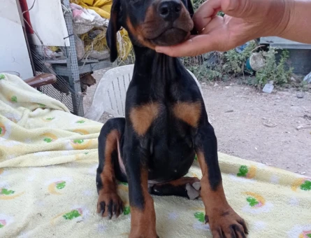 King Doberman - 6417