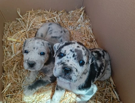 Merle cane corso - 6418