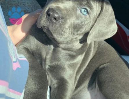 Merle cane corso