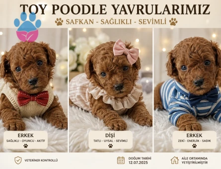 KORE TEACUP POODLE YAVRULARI - 6422