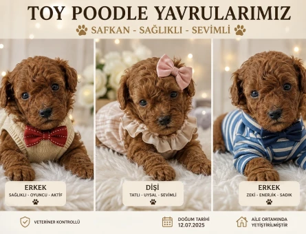 KORE TEACUP POODLE YAVRULARI - 6422