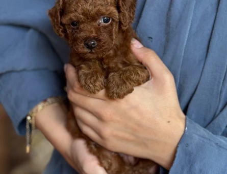 Kore Teacup Poodle - 6424