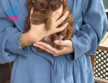 Teacup Poodle Dişi ve Erkek Yavrularımız Hazır