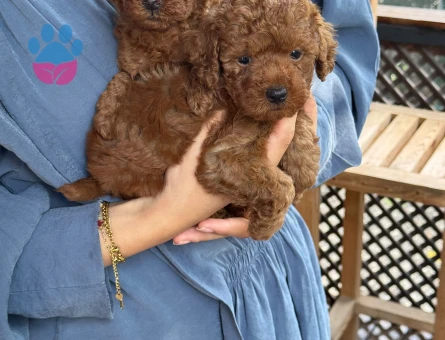 Teacup Poodle Mükemmel Kalite Yavrumuz - 6426