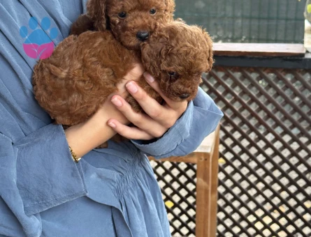 Teacup Poodle Mükemmel Kalite Yavrumuz