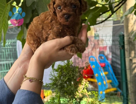 Teacup Poodle Nadir Bulunan Yavrularımz
