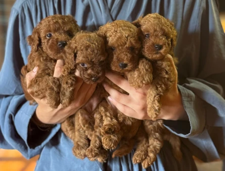 Kore Teacup Poodle Bebekler - 6428