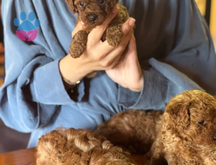 Kore Teacup Poodle Bebekler