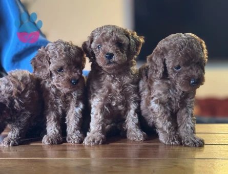 Teacup Poodle