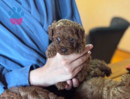 Teacup Poodle - 6429