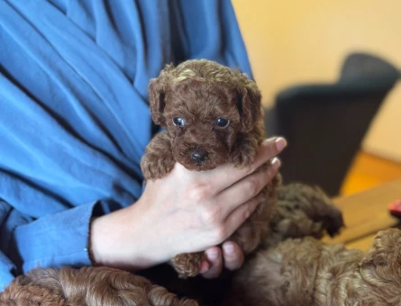 Teacup Poodle - 6429