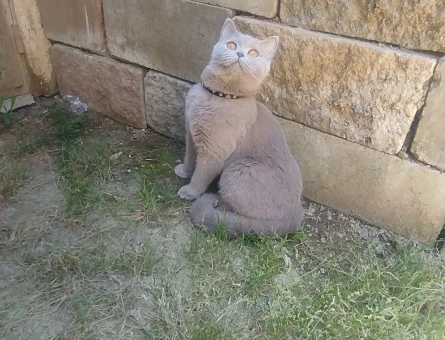 Kedime Eş Arıyorum - 6431