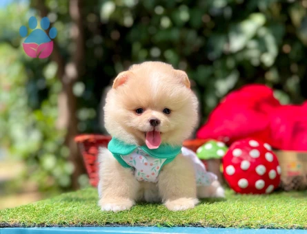 Pomeranian Boo Teddy Bear Yavrularımız - 6432