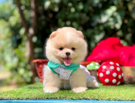 Pomeranian Boo Teddy Bear Yavrularımız - 6432