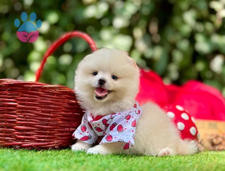 Pomeranian Boo Teddy Bear Yavrularımız