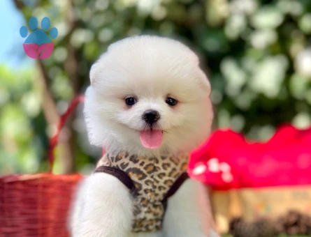 Pomeranian Boo Teddy Bear Yavrularımız
