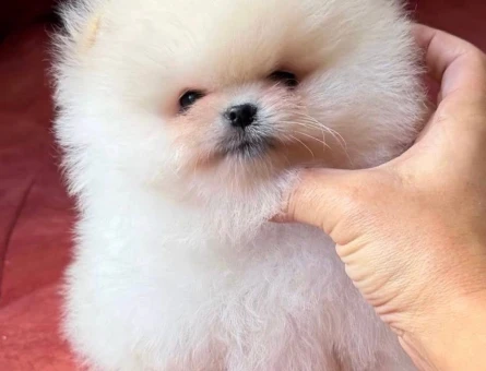 Pomeranian Boo Ultra Mini Ayiciklarimiz - 6434