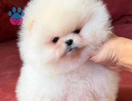 Pomeranian Boo Ultra Mini Ayiciklarimiz