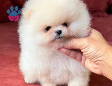Pomeranian Boo Ultra Mini Ayiciklarimiz