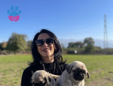 Pug yavrularım sağlık ve ırk garantilidir
