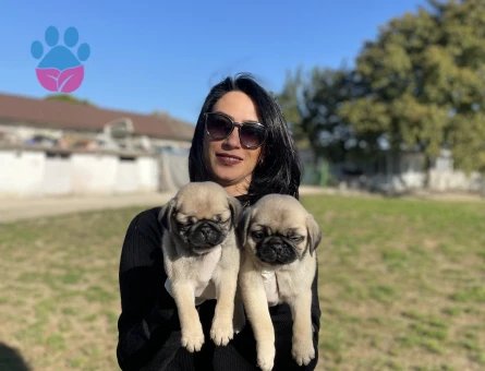 Pug yavrularım sağlık ve ırk garantilidir