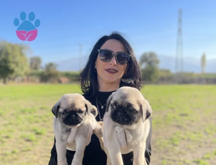 Pug yavrularım sağlık ve ırk garantilidir - 6435