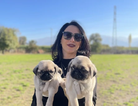 Pug yavrularım sağlık ve ırk garantilidir - 6435