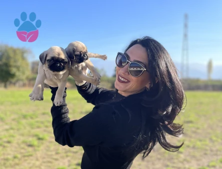 Pug yavrularım sağlık ve ırk garantilidir