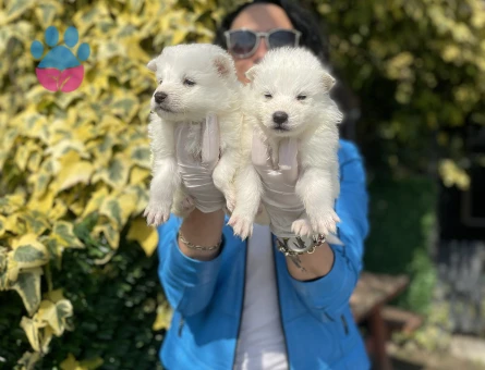 Samoyed yavrularım sağlık ve ırk garantilidir - 6436