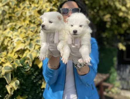 Samoyed yavrularım sağlık ve ırk garantilidir - 6436