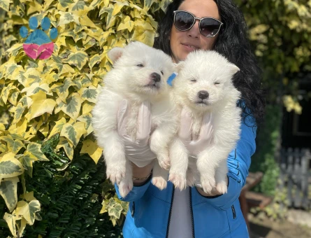 Samoyed yavrularım sağlık ve ırk garantilidir