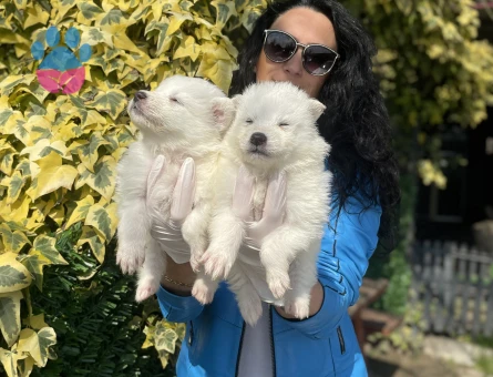 Samoyed yavrularım sağlık ve ırk garantilidir