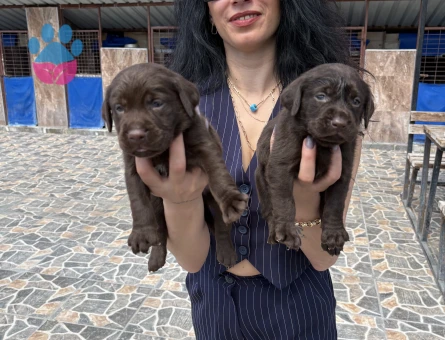Labrador retriver yavrularım sağlık ve garantilidir - 6437