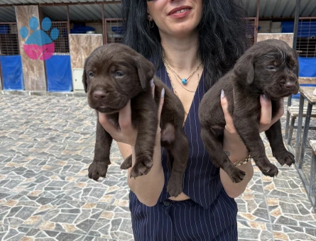 Labrador retriver yavrularım sağlık ve garantilidir