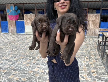 Labrador retriver yavrularım sağlık ve garantilidir