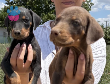 Doberman yavrularım sağlık ve garantilidir - 6439