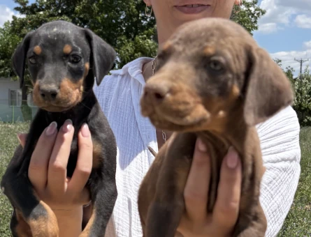 Doberman yavrularım sağlık ve garantilidir - 6439