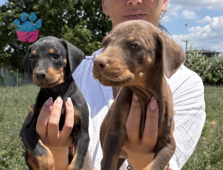 Doberman yavrularım sağlık ve garantilidir