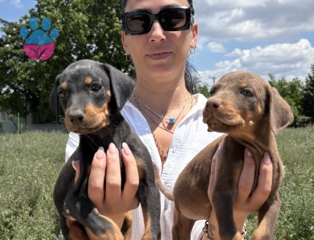 Doberman yavrularım sağlık ve garantilidir