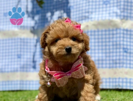 Mini Maltipoo Yavrular