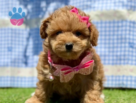Mini Maltipoo Yavrular