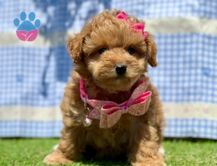Mini Maltipoo Yavrular