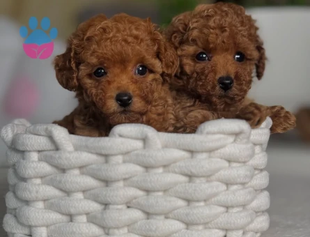 Red Brown En Güzel Poodle Bebekler - 6442