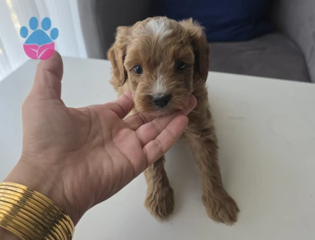 Tuvalet eğitimli minyatür minnaklarım