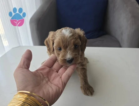Tuvalet eğitimli minyatür minnaklarım